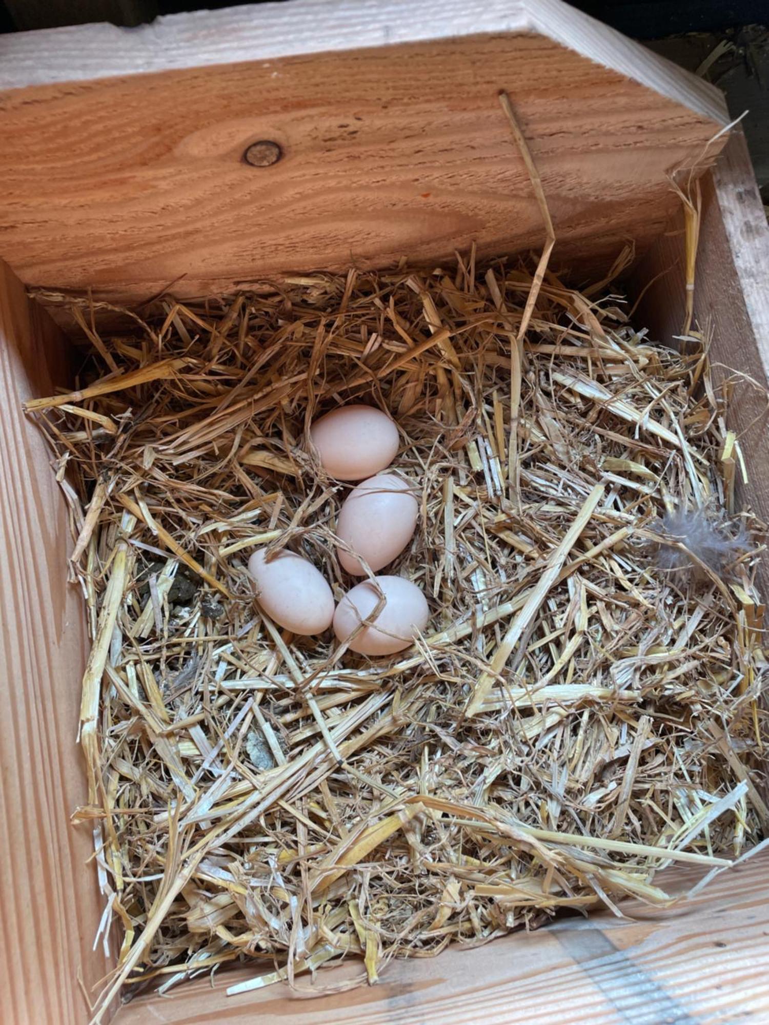 Appartement De Dageraad In Monumentale Boerderij Kimswerd エクステリア 写真